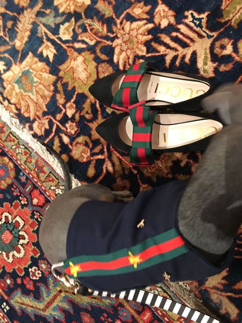 gucci shoes for dogs